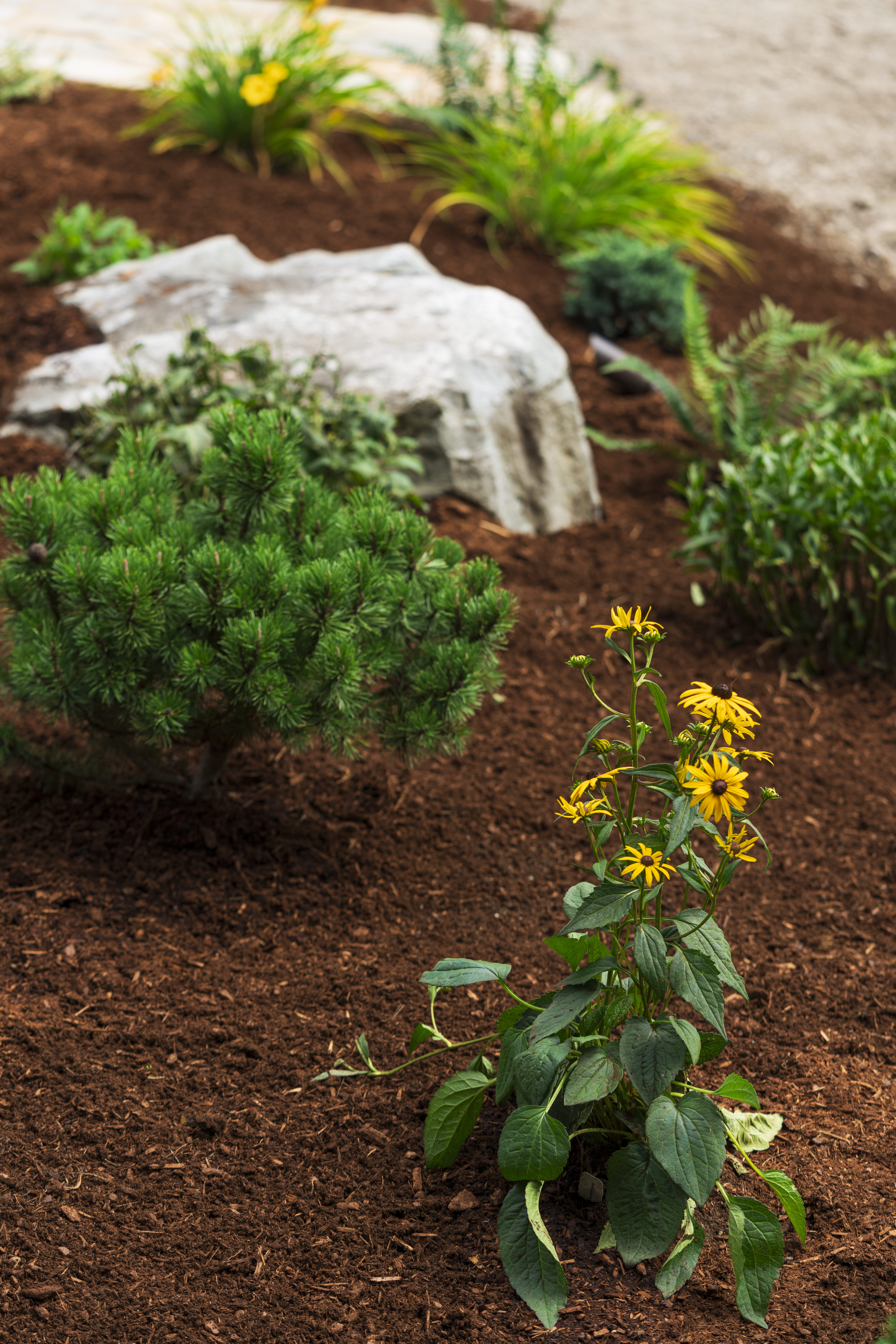 The Best Landscaping Plants for Tacoma’s Wet Winters and Dry Summers
